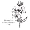 Hand drawn ink illustration of marshmallow Althaea Officinalis
